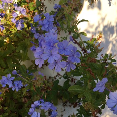 Judy's garden