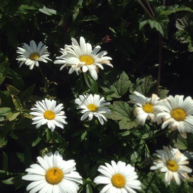 Chrysanthemum 'Spartan Seagull'