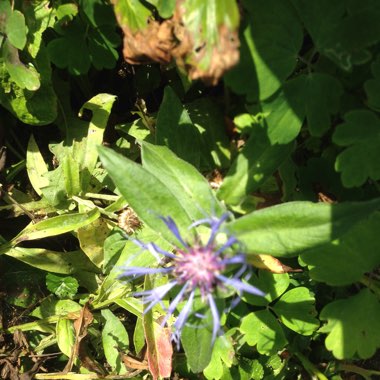 Perennial Cornflower