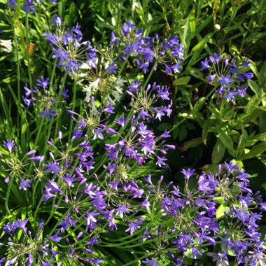 African Lily