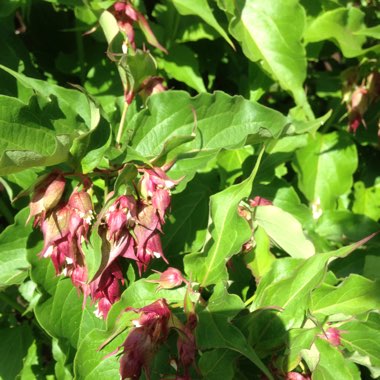 Himalayan Honeysuckle