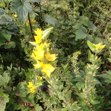 Loosestrife