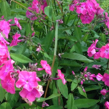 Phlox