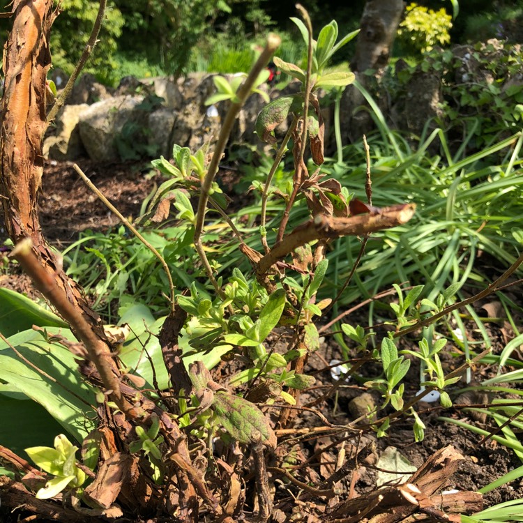 plant image 695773