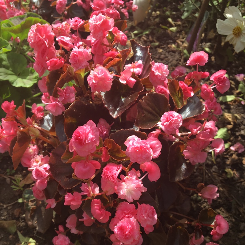 Tuberous Begonia