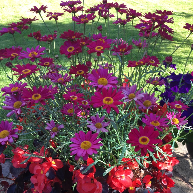 Julie's garden