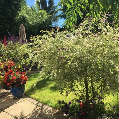 Julie's garden