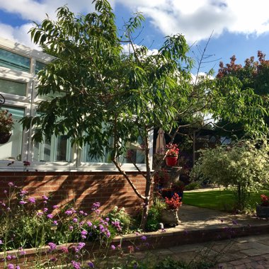Julie's garden