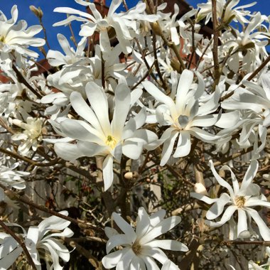 Magnolia stellata