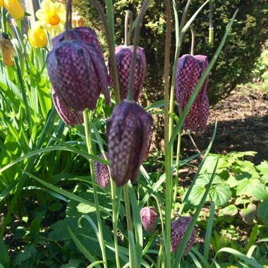 Snake's Head Fritillary