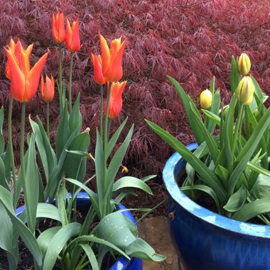 Tulip