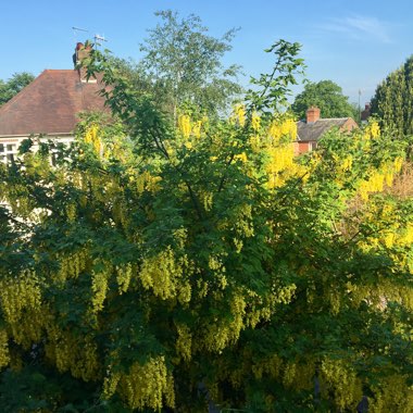 Laburnum