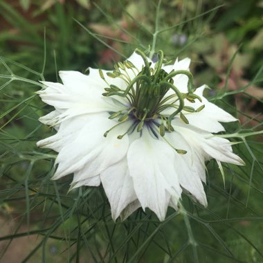 Love-in-a-mist