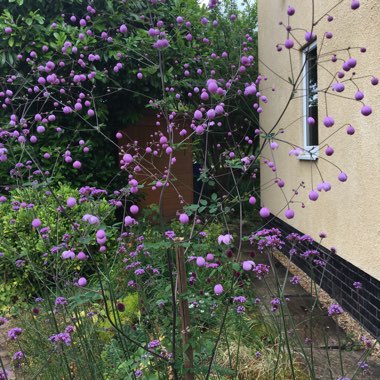 Meadow rue 'Splendide'