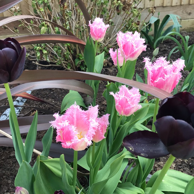 Plant image Tulipa 'Huis Ten Bosch'