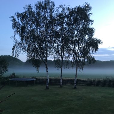 Betula pendula 'Silver Grace'