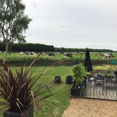 Lucy's garden