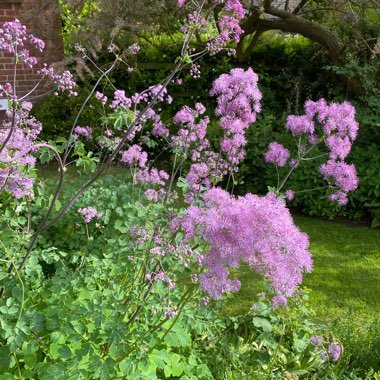 Meadow-Rue 'Black Stockings'
