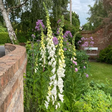 Foxglove
