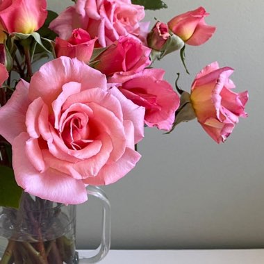 Rose 'Compassion' (Climbing Hybrid Tea)
