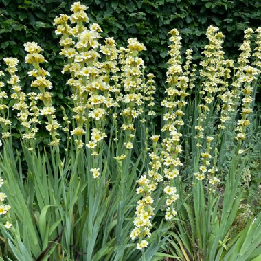 Yellow Eyed Grass