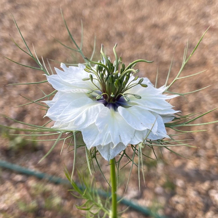 Plant image Nigella damascena 'Miss Jekyll Alba'