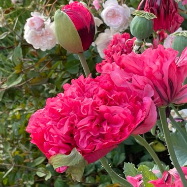 Papaver somniferum
