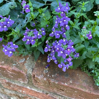 Lucy's garden