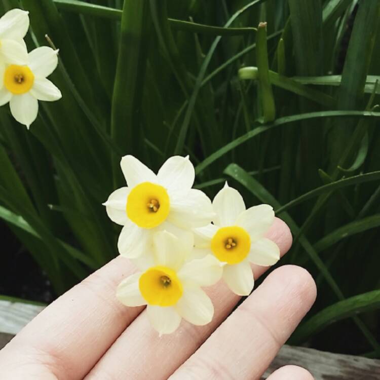 plant image 376173