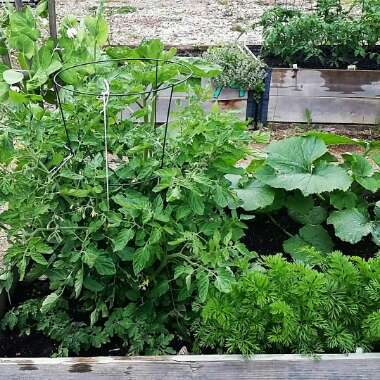Julie's garden