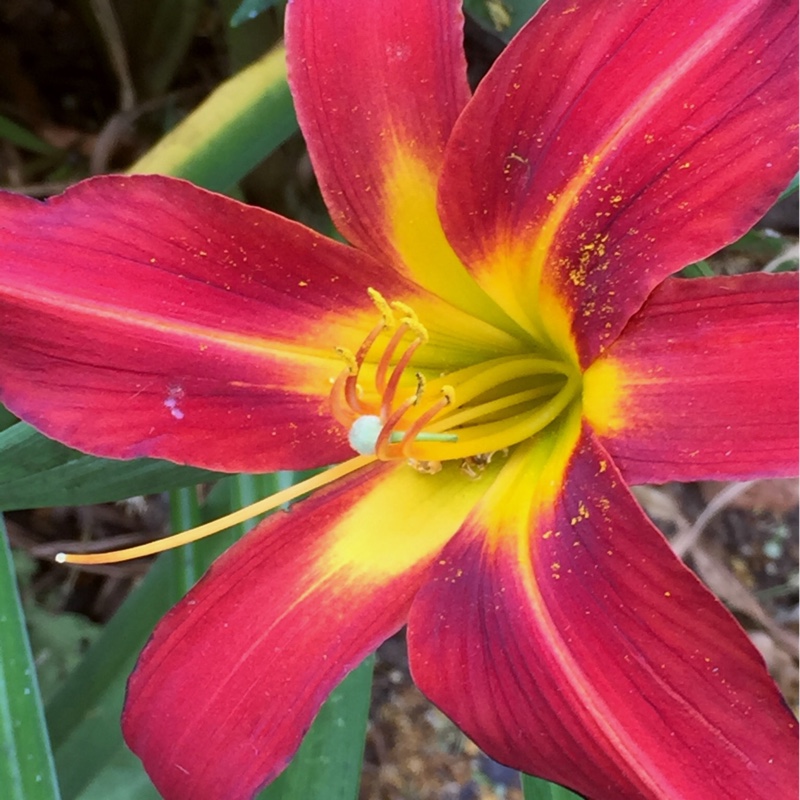 Plant image Hemerocallis 'Autumn Red'