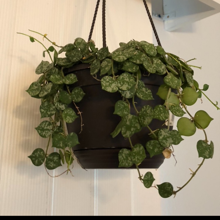 plant image 1235669