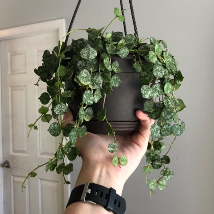 plant image 1235685