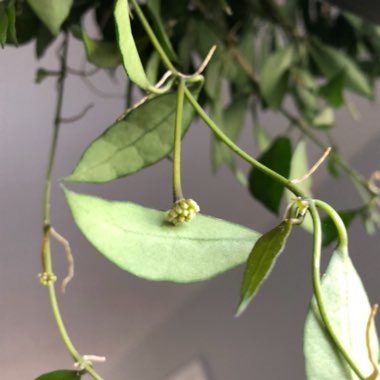 Hoya lacunosa var. lacunosa