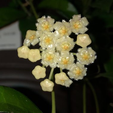 Hoya lacunosa var. lacunosa