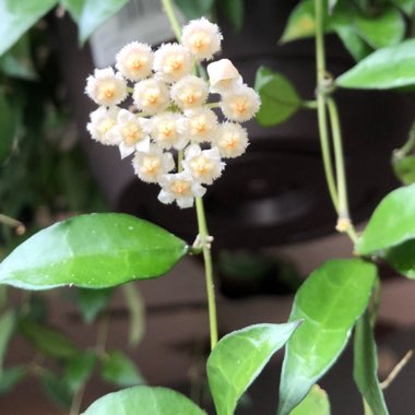 Hoya lacunosa var. lacunosa