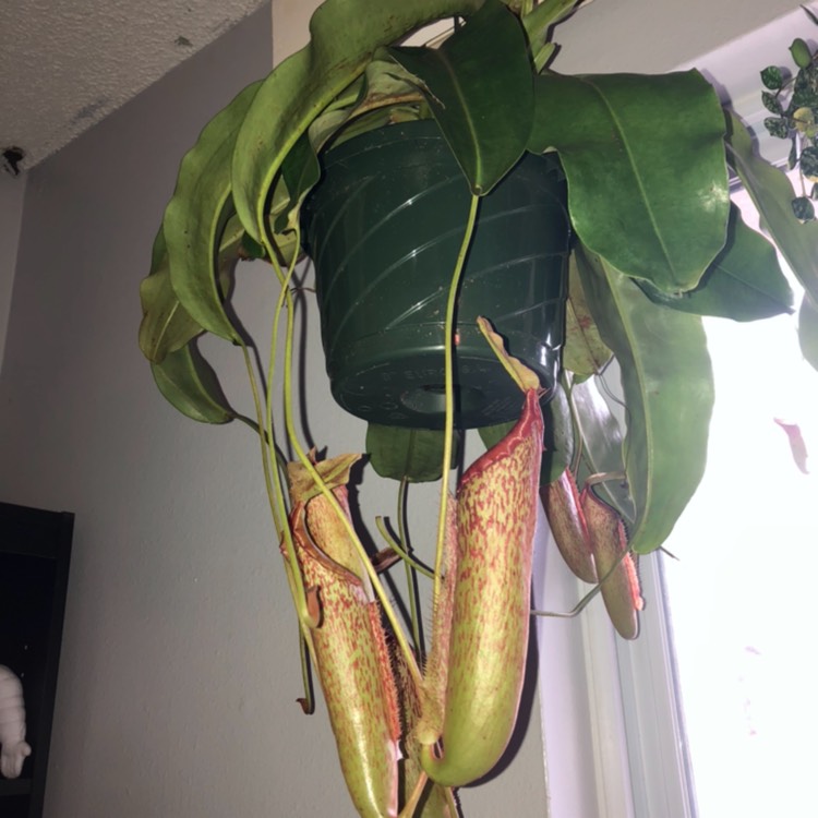 Plant image Nepenthes Maxima X Northiana