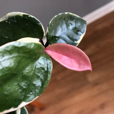 Hoya carnosa 'Krimson Queen' syn. 'Crimson Queen'