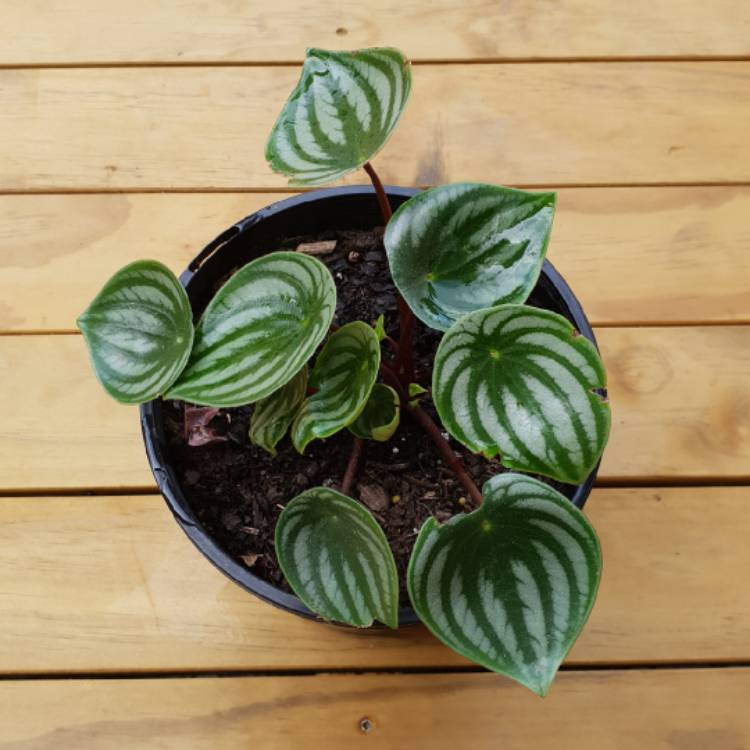Plant image Peperomia sandersii