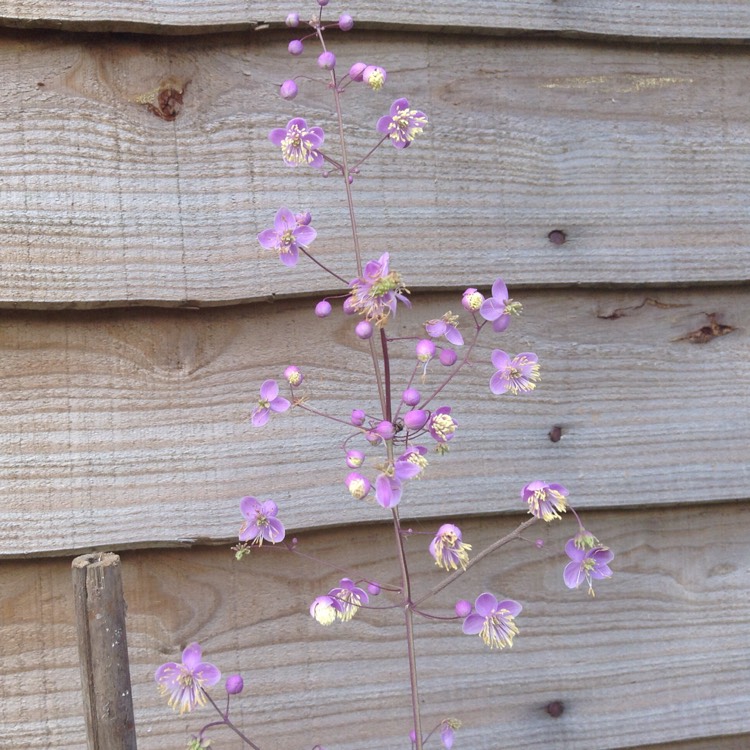 Plant image Thalictrum delavayi