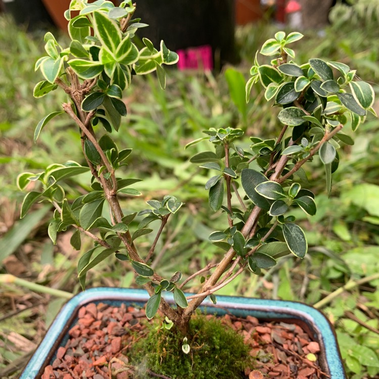 Plant image Serissa japonica (formerly Serissa foetida) var. 'Snowleaves'