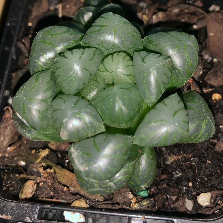 Plant image Haworthia cooperi var pilifera