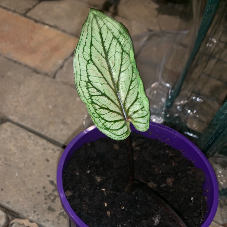 Plant image Caladium hortulanum 'Pink Cloud'