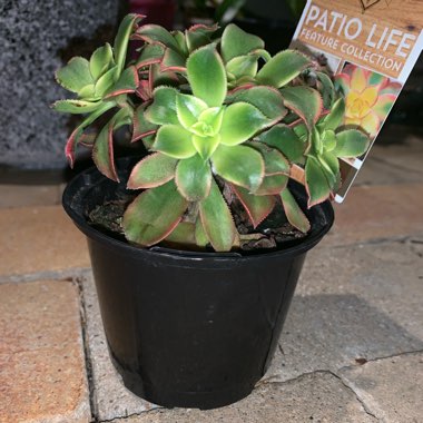 Aeonium 'Kiwi'
