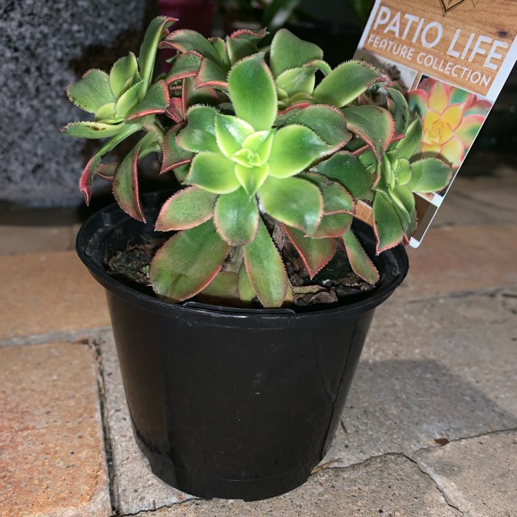 plant image 1021855