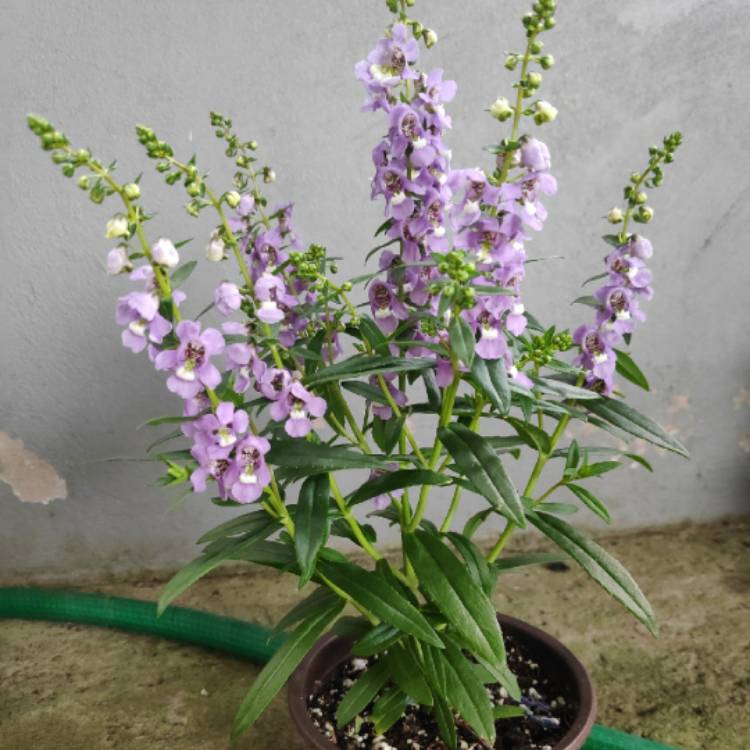 Plant image Physostegia virginiana 'Vivid'