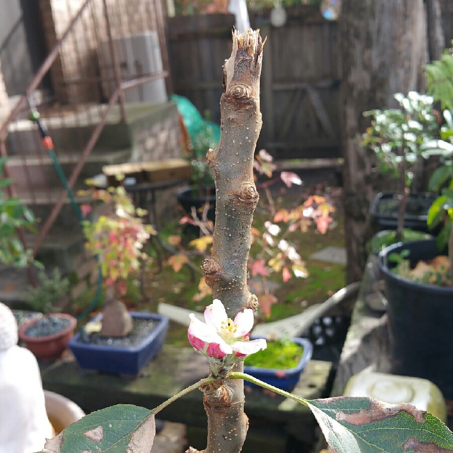 plant image 86809