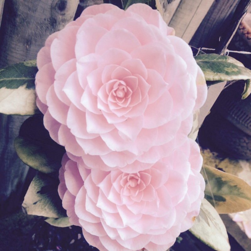 Plant image Camellia japonica 'Pink Perfection'
