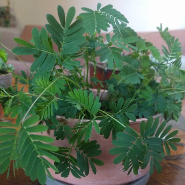 plant image 868836