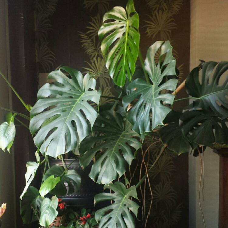 plant image 356628